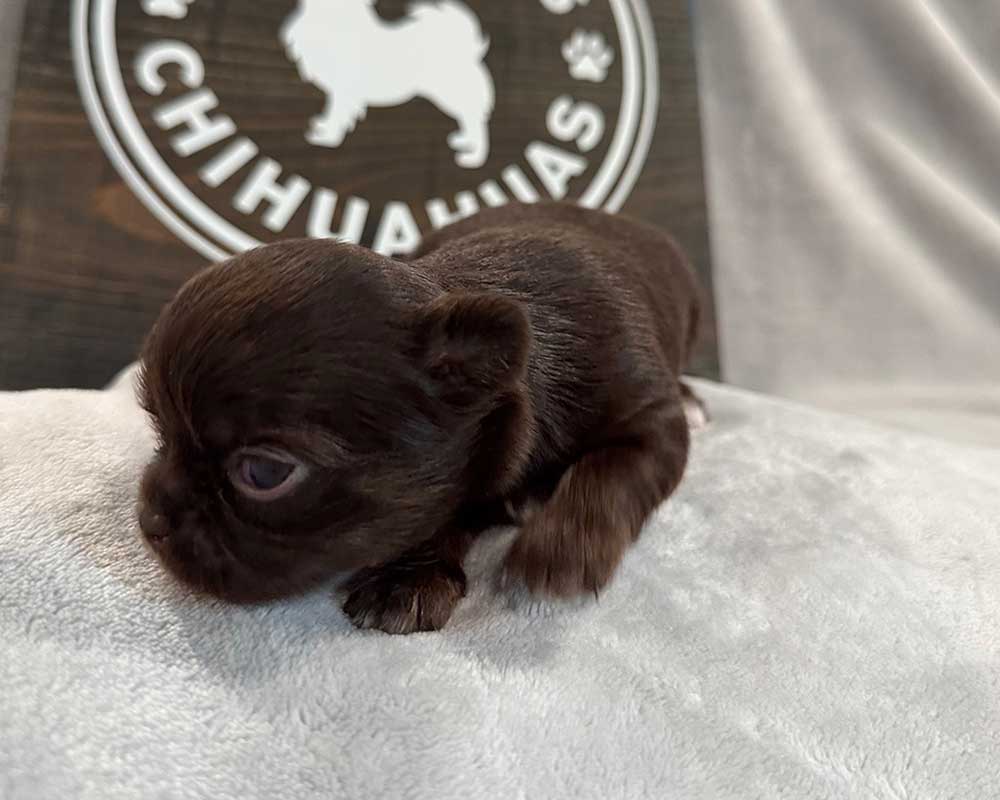 02Week_Maple_1506