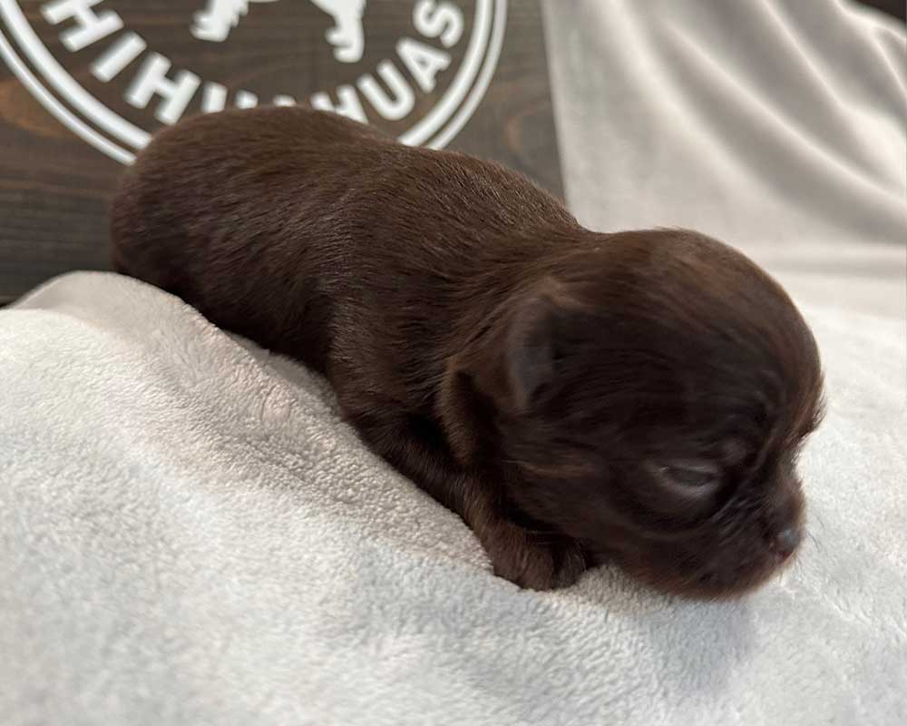 02Week_Maple_1507