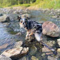 Blue-in-the-creek