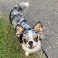 Blue-on-a-walk
