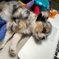 Blue-on-laptop