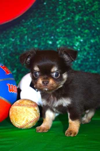 Bruno---Puppy