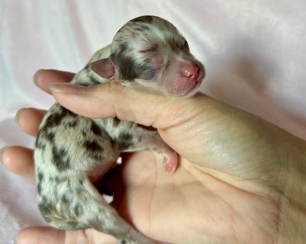 _Newborn_Autumn_0418