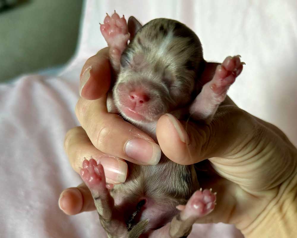 _Newborn_Autumn_0423
