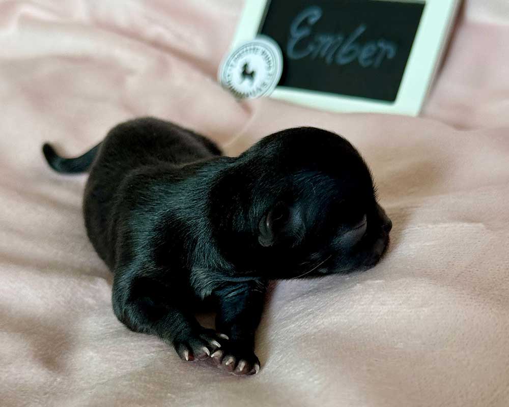 _Newborn_Ember_0377