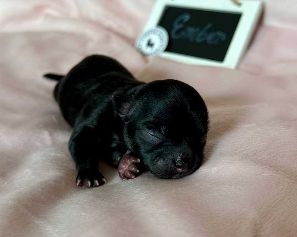 _Newborn_Ember_0379