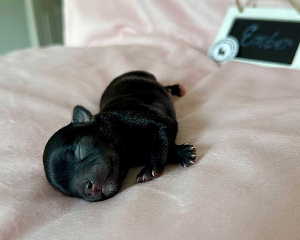 _Newborn_Ember_0384