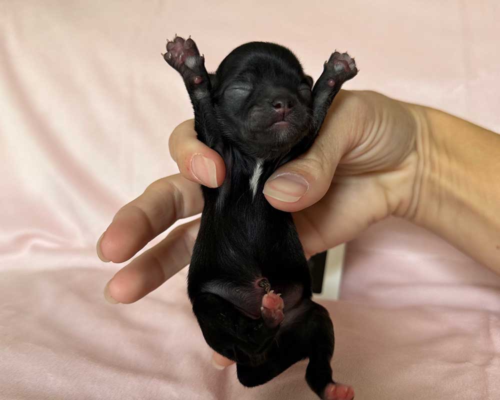 _Newborn_Ember_0387