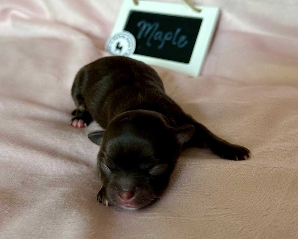 _Newborn_Maple_0392