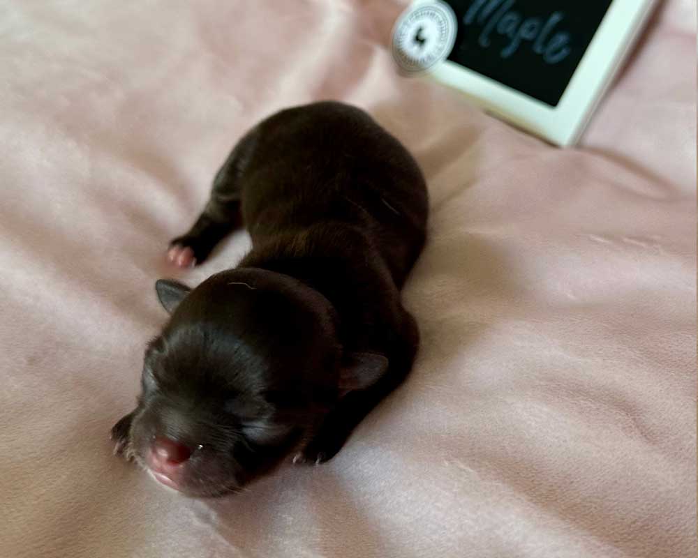 _Newborn_Maple_0397