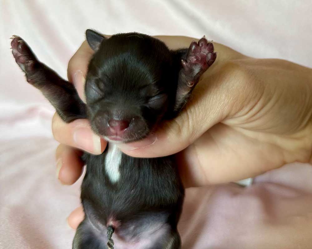 _Newborn_Maple_0406