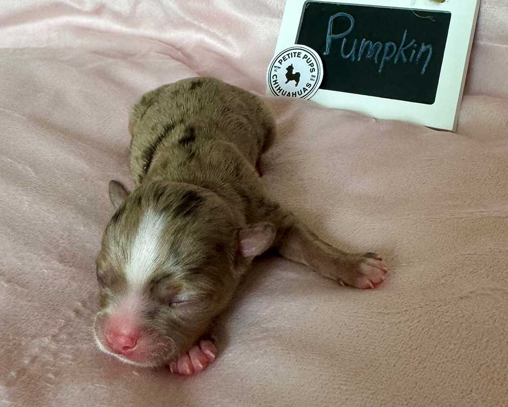 _Newborn_Pumpkin_0366