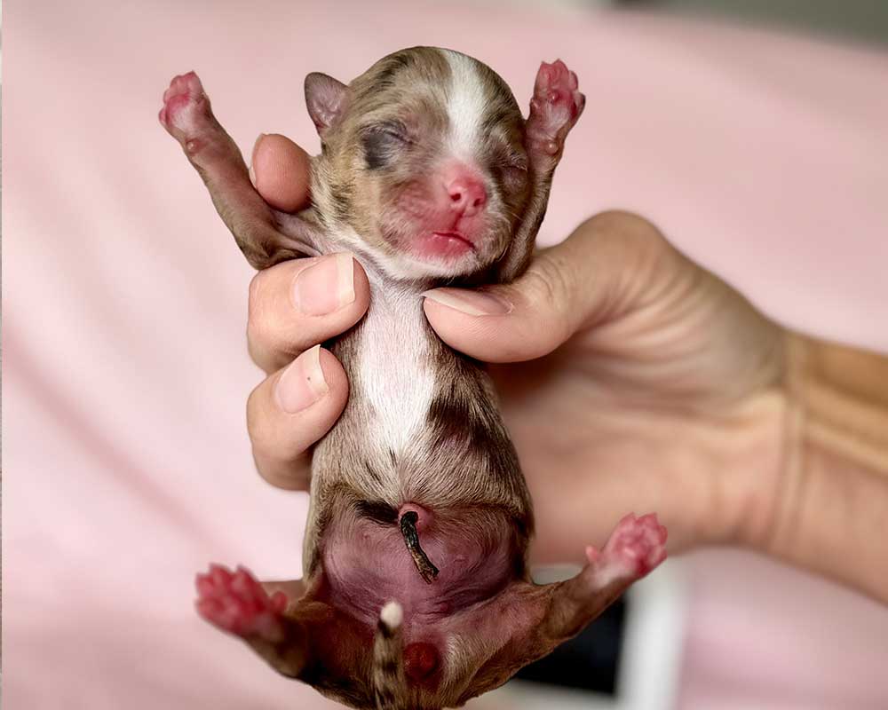 _Newborn_Pumpkin_0374