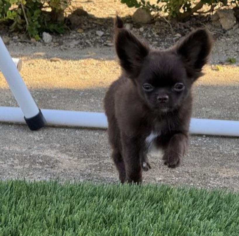 Scott's Puppy, black puppy is running.
